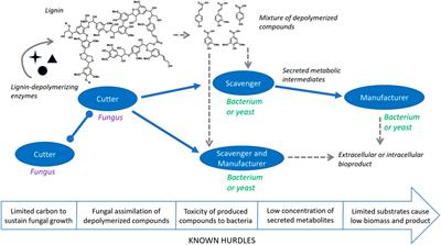 Prospects for utilizing microbial consortia for lignin conversion
